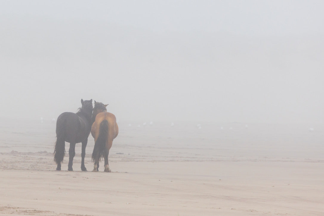 Bound by the Fog