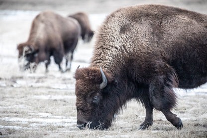 Frozen Prairie Guardians