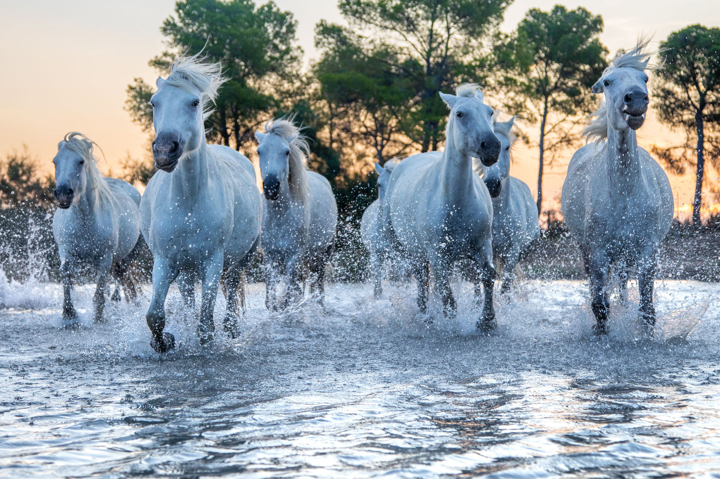 Charge of the Camargue