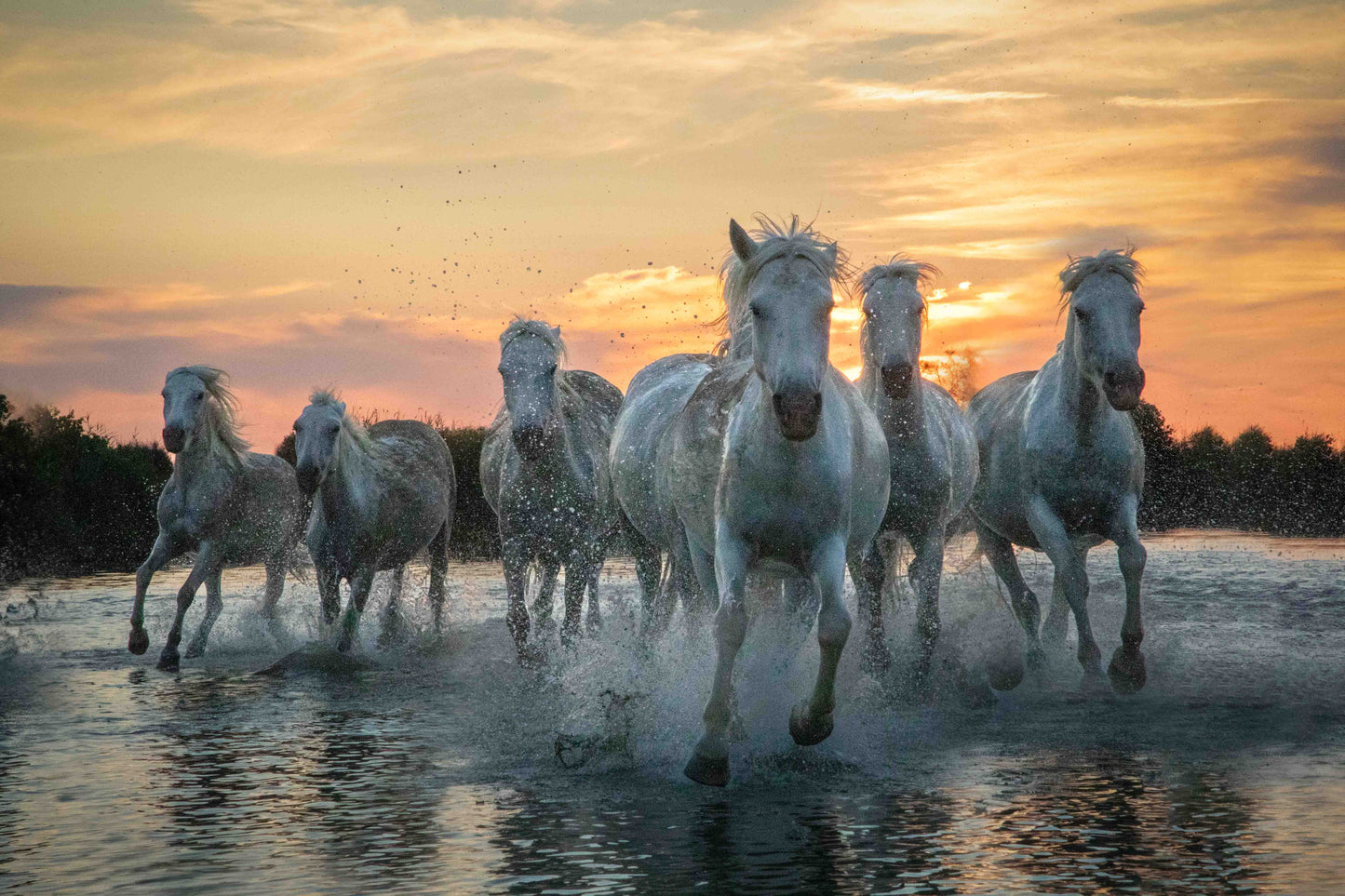 Riders of the Dawn