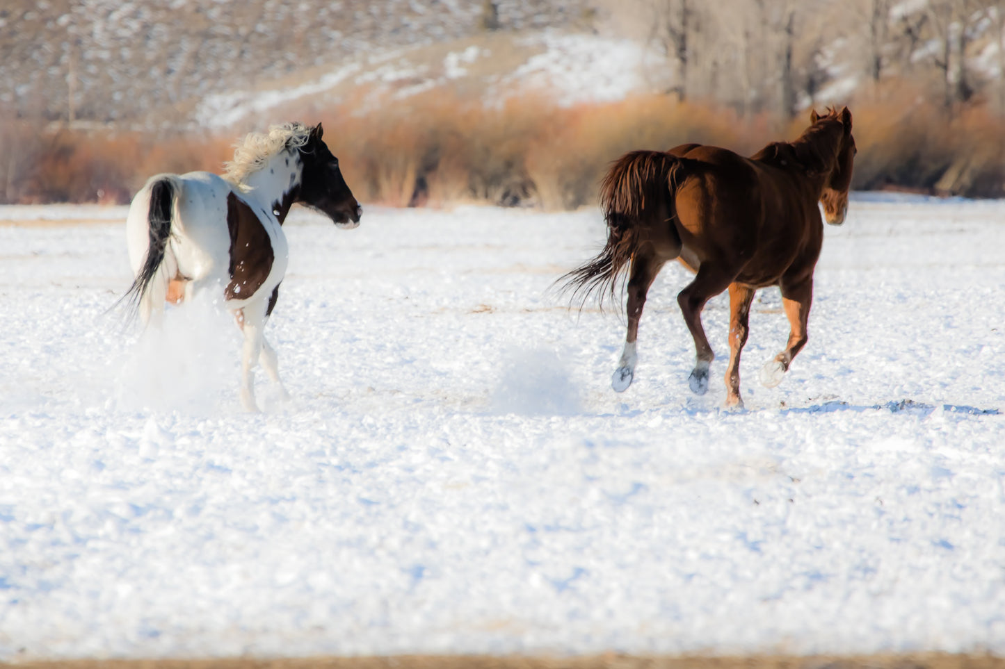 Hooves in Harmony