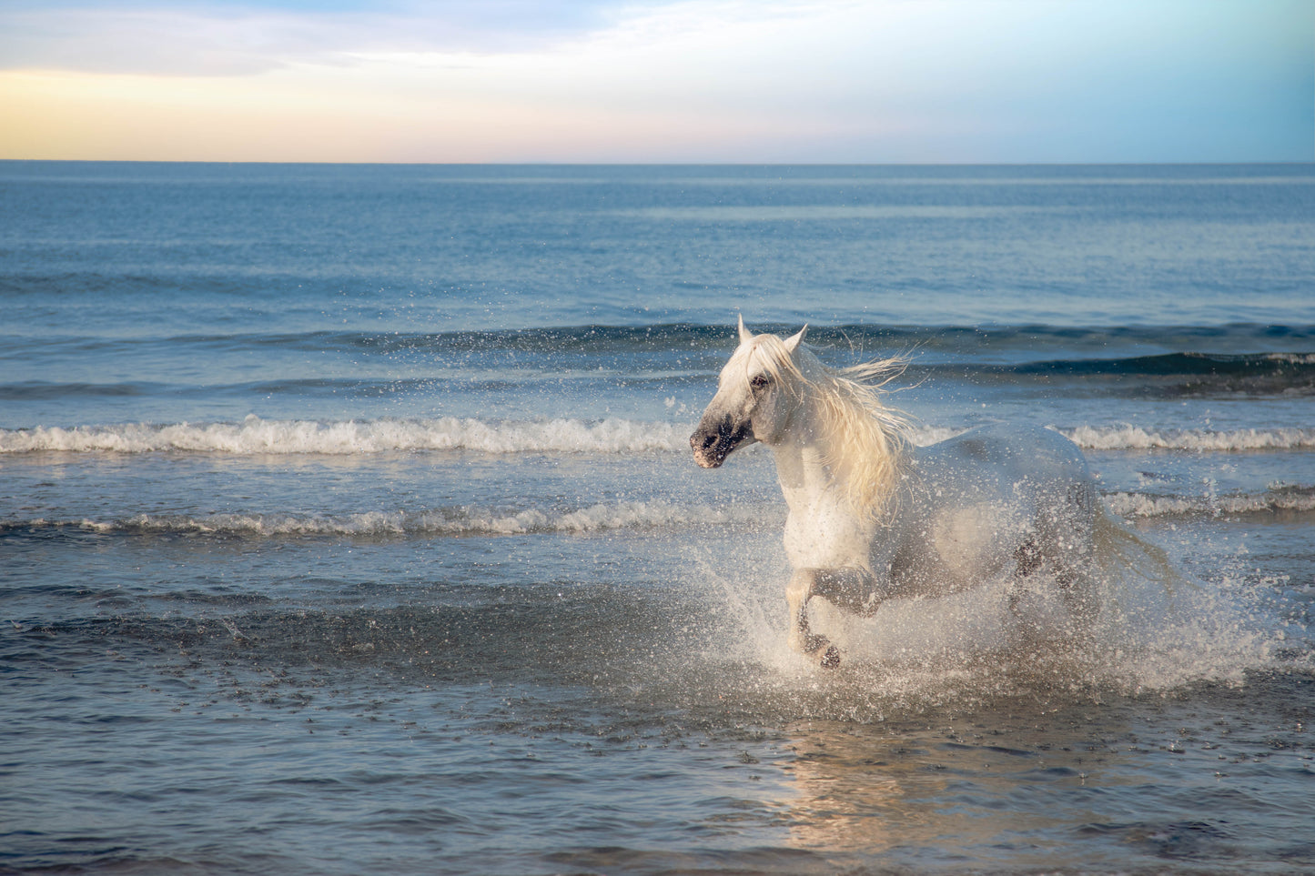 Sea Breeze Gallop