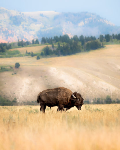 Lone Monarch of the Prairie