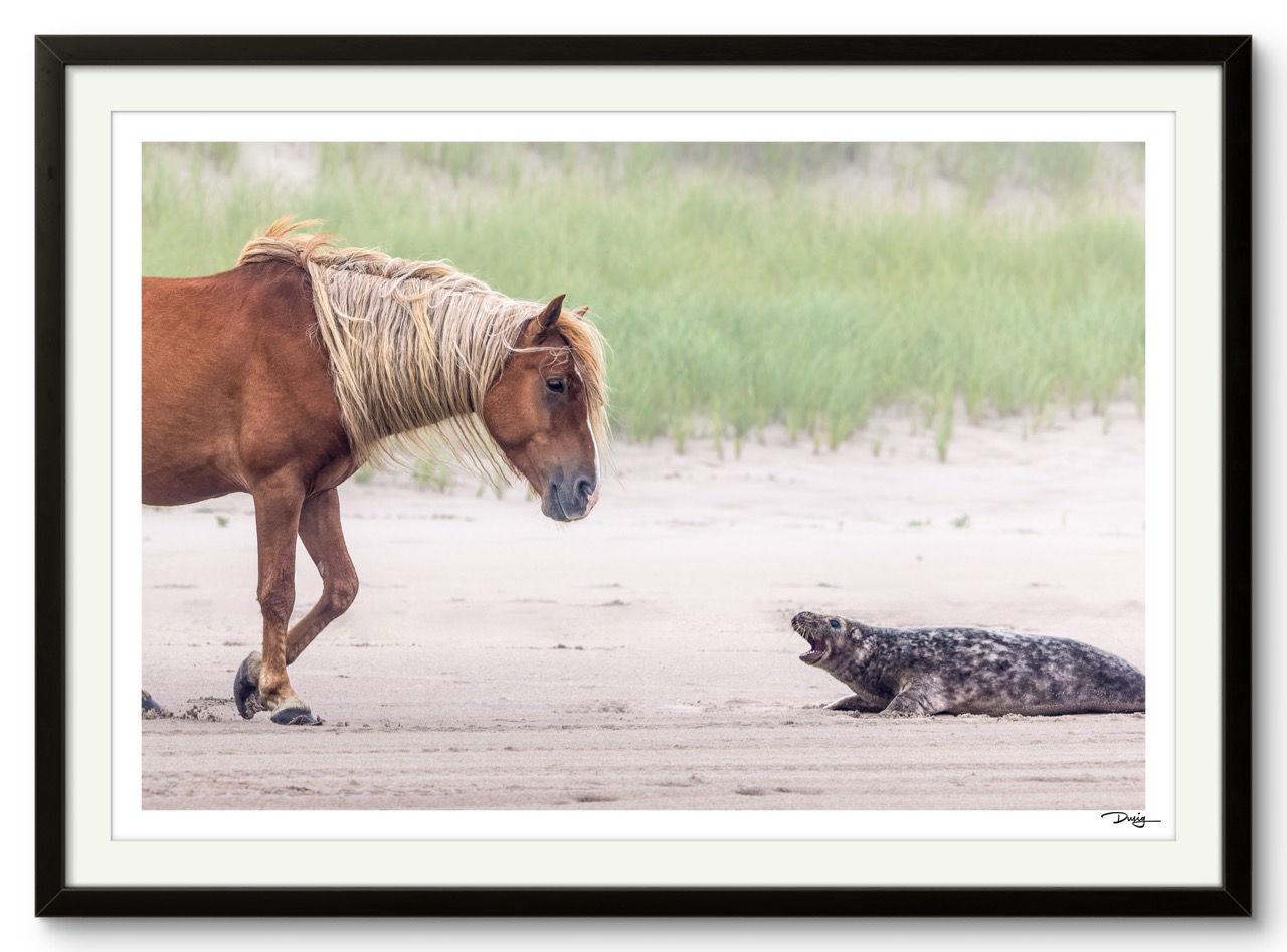 Sable Island Standoff