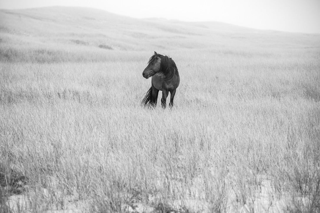 Lone in the Landscape