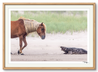 Sable Island Standoff