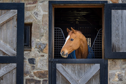 Quiet Moment in the Barn