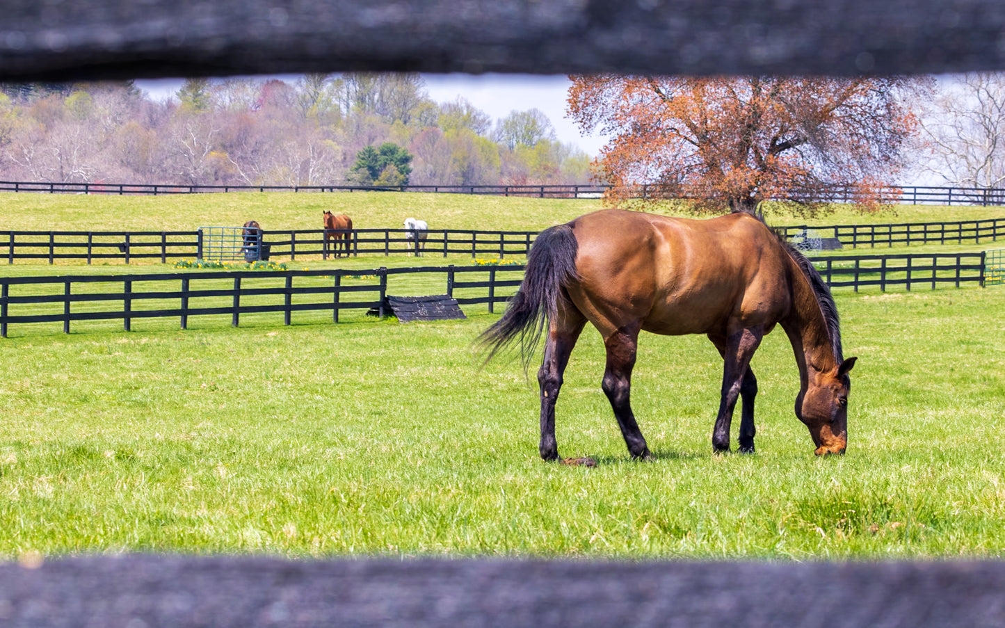 Pastoral Serenity