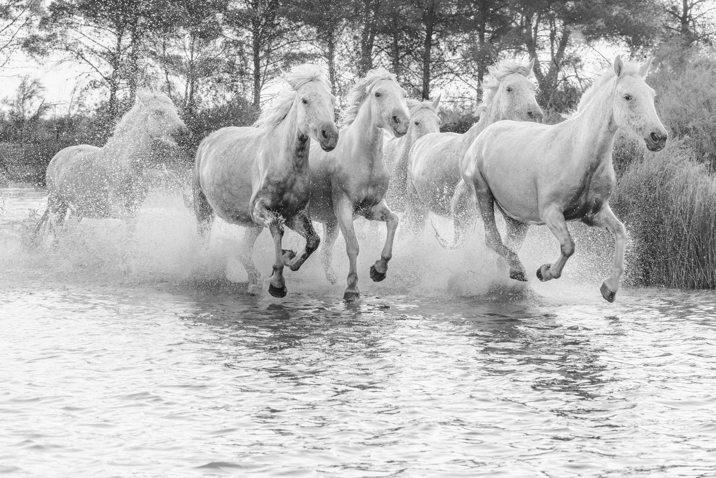 Wild Water Ballet