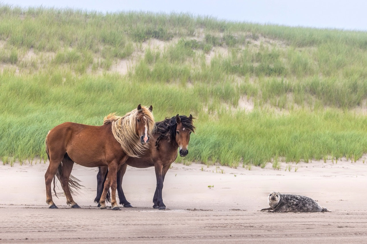 Meeting on the Dunes