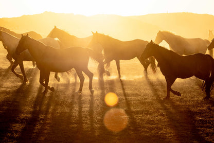 Golden Gallop