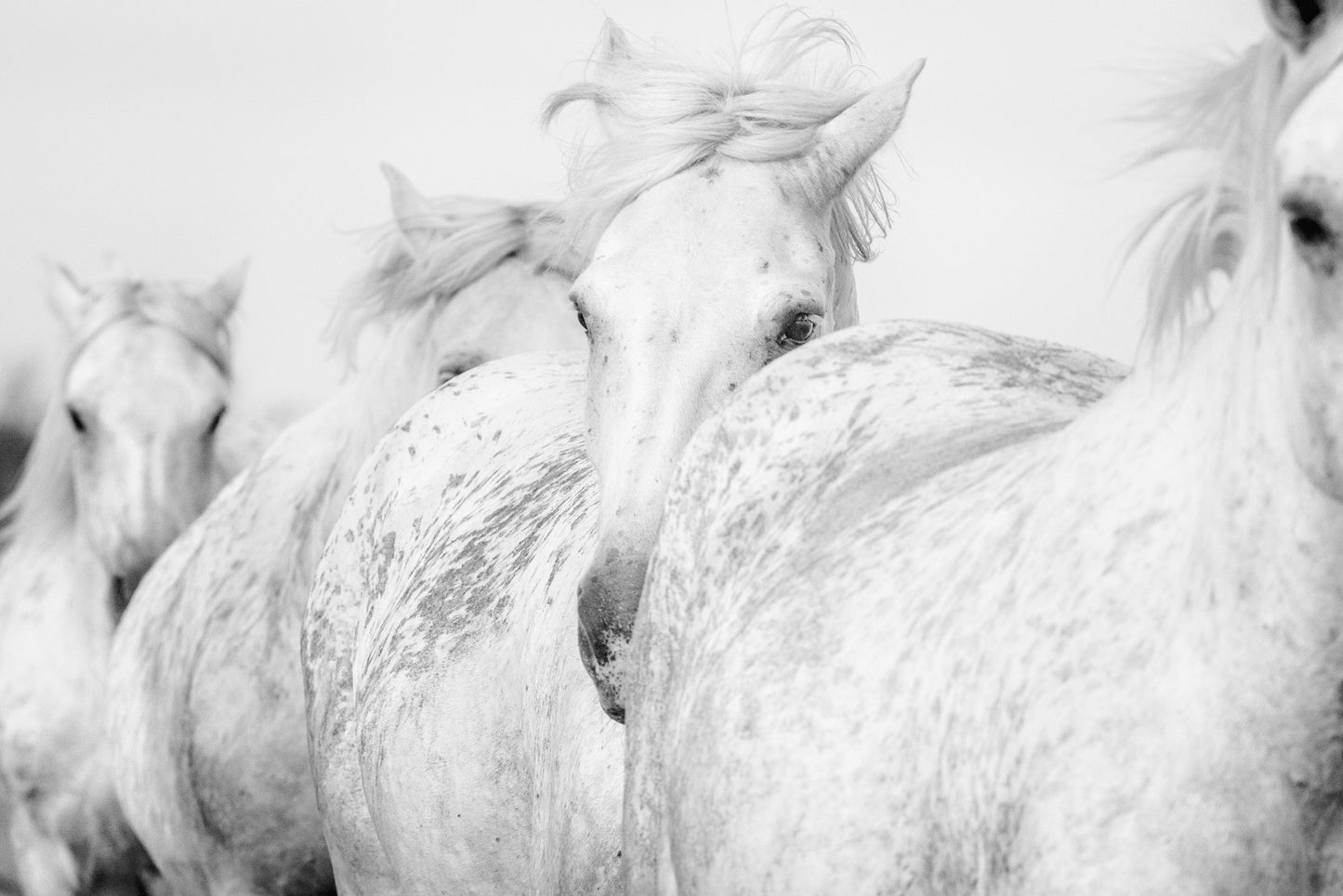 Eye of the Camargue