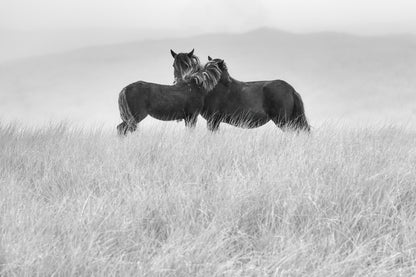 Embrace on the Dunes