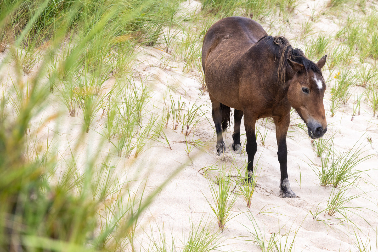 Wandering the Dunes