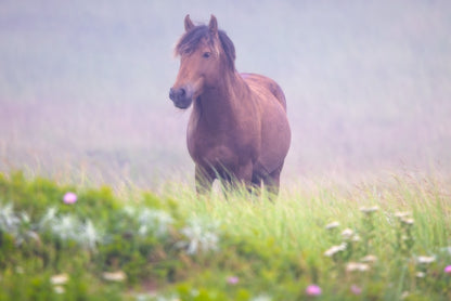 Grace in the Mist