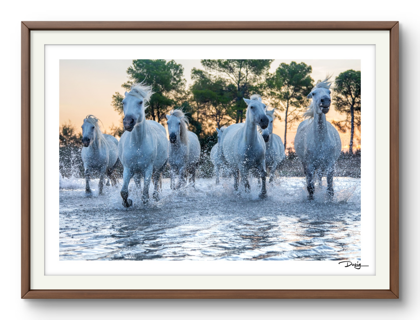 Charge of the Camargue