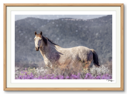 Among the Wildflowers