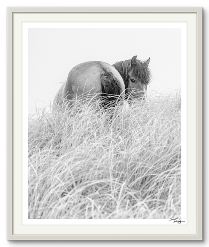 Solitude in the Grasses