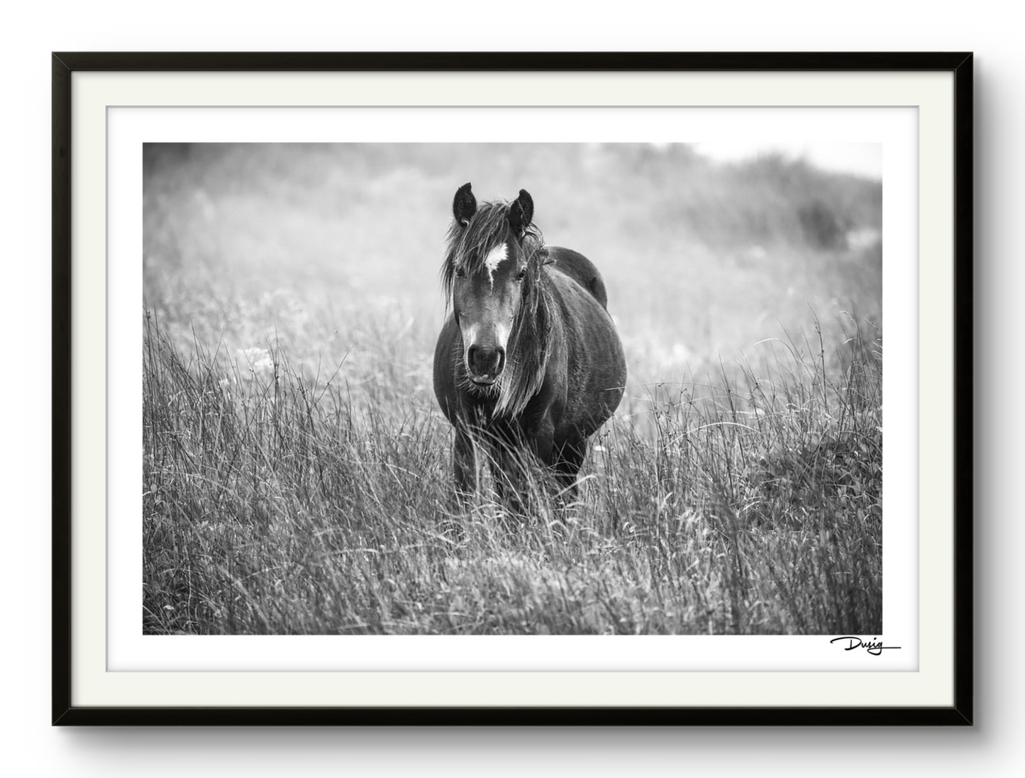 In the Grasslands