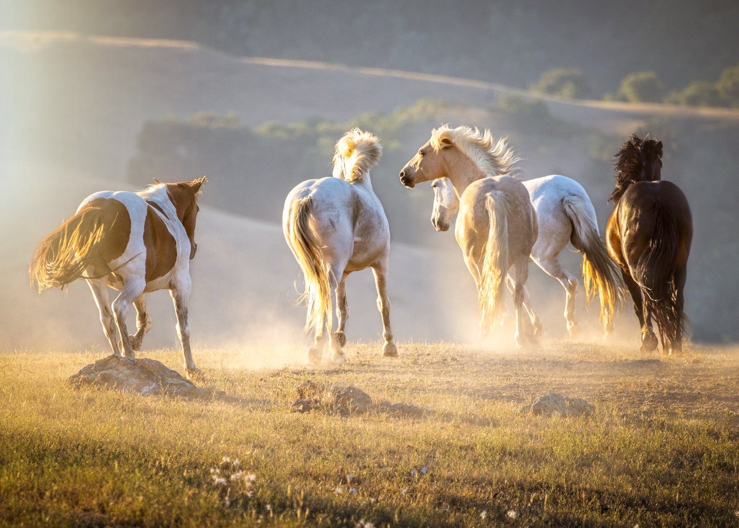 Boundless Equine Spirit