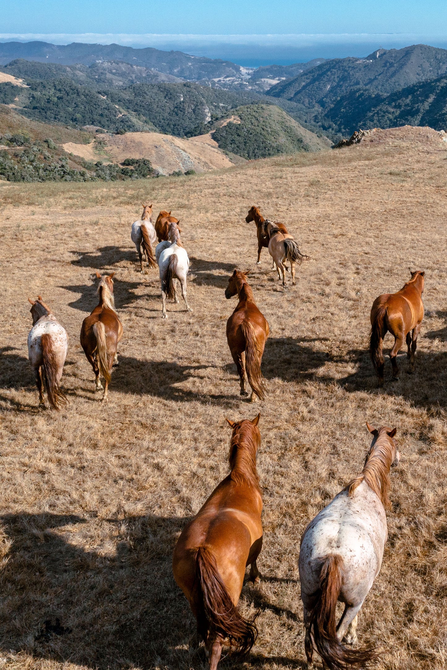 Flight of the Mustangs