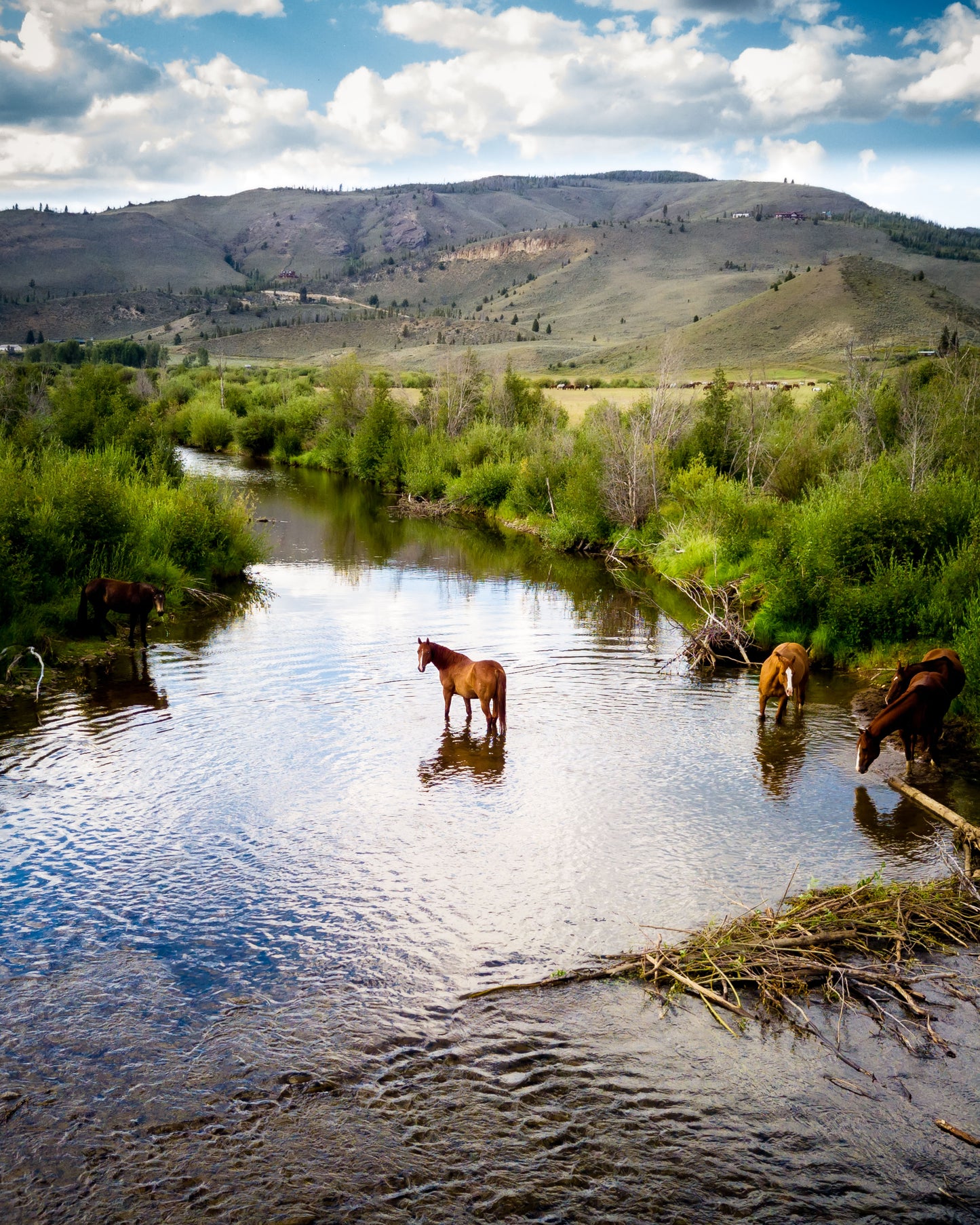 Pastoral Elegance