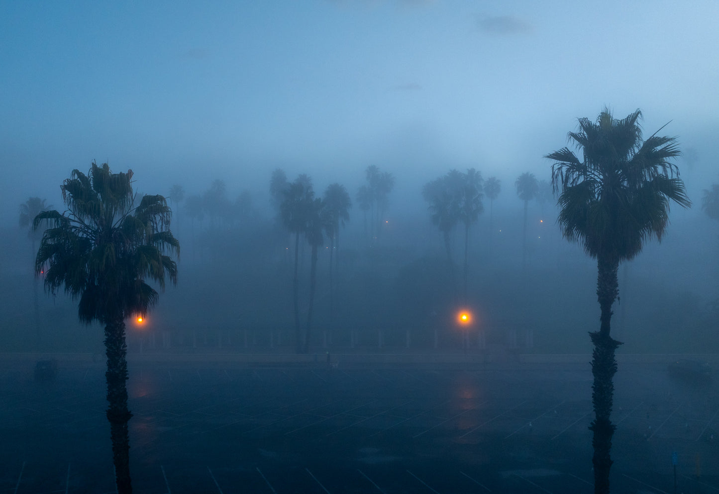 Veiled Beginnings in Santa Monica