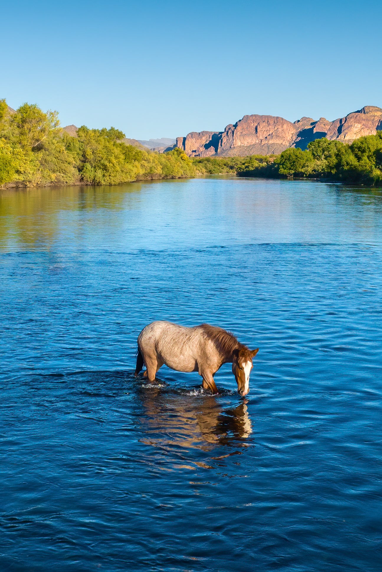 TEST A Lone Mustang’s Tranquil Moment (Copy)