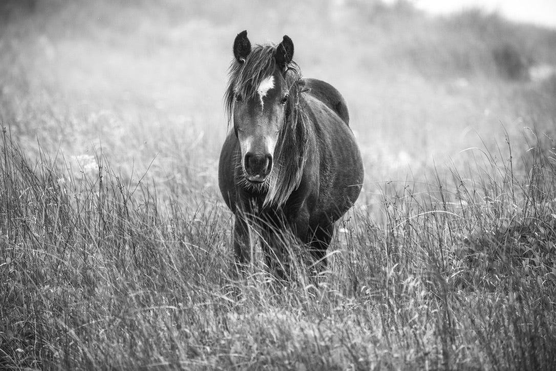 In the Grasslands