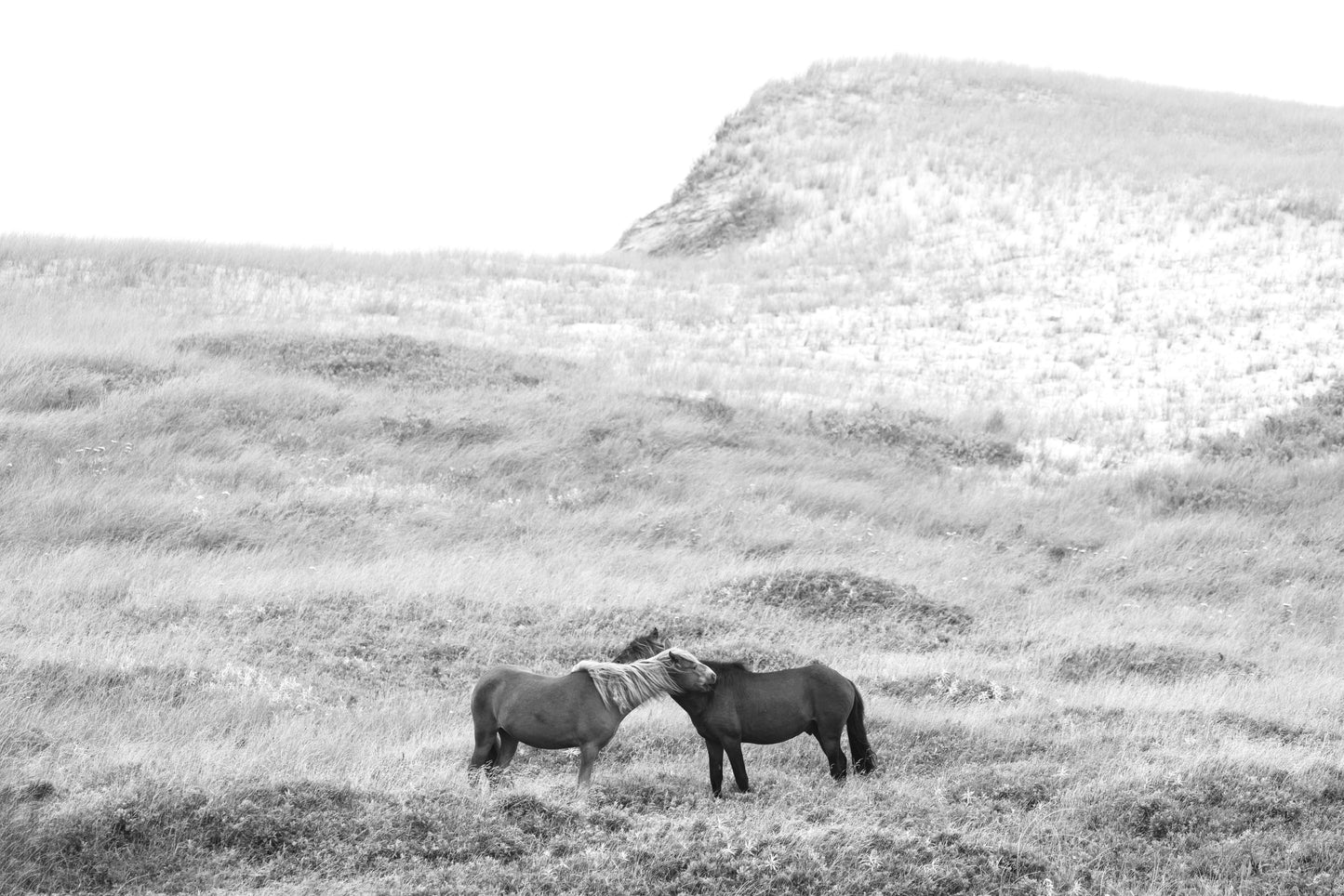 Harmony on the Hillside