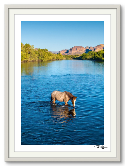 TEST A Lone Mustang’s Tranquil Moment (Copy)