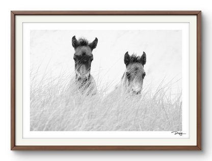 Innocence in the Dunes