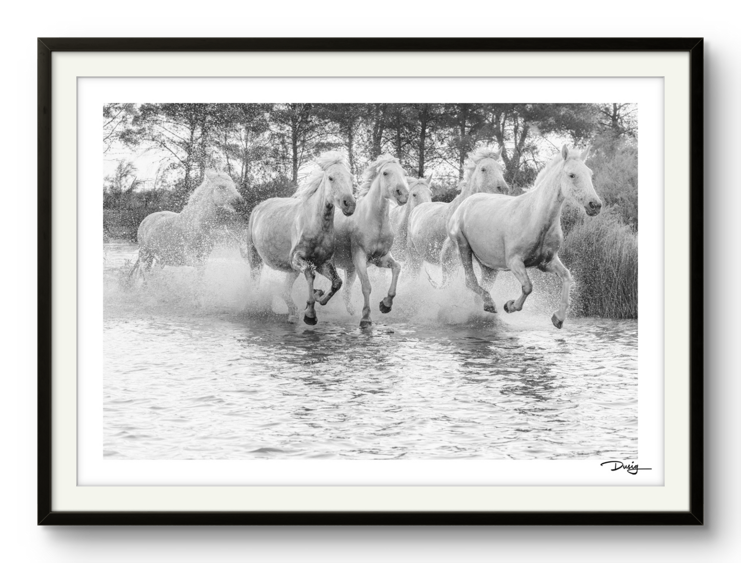 Wild Water Ballet