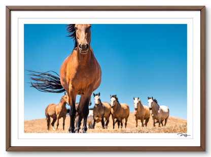 Equine Curiosity