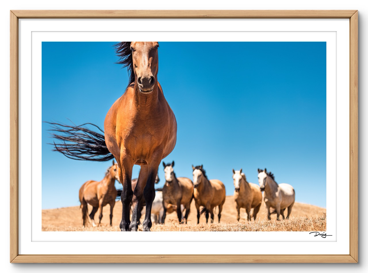 Equine Curiosity