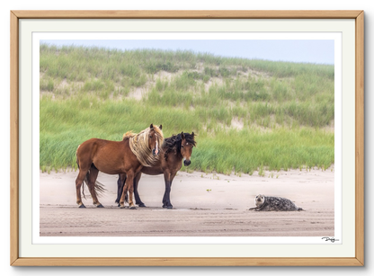 Meeting on the Dunes