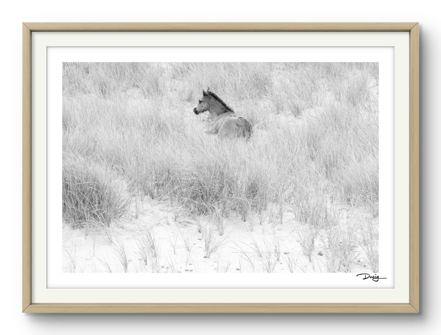 Resting Among the Dunes