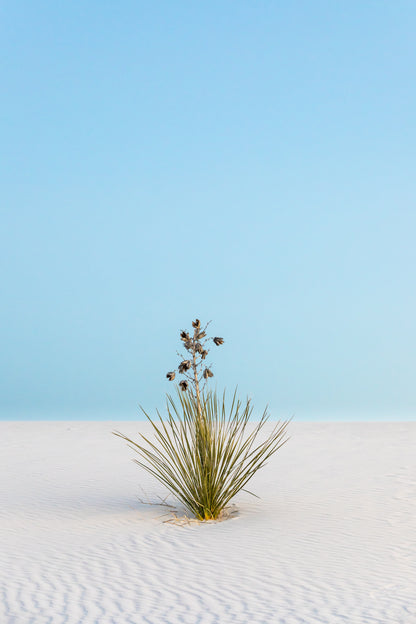 Solitude in the Sands