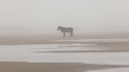 Solitude in the Mist